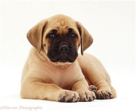 Dog Mastiff Puppy Photo Wp18991