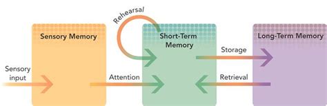 In 1958, richard atkinson and richard shiffrin developed the stage model of memory. Chapter 6 memory at Virginia Western Community College ...