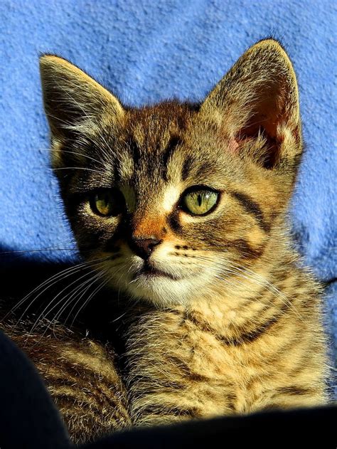 Hd Wallpaper Cat Kitten Tomcat Pet Kitty Hairy View Domestic