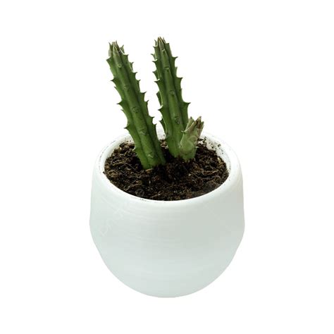 Succulent Pot White Transparent Succulent With Pot Succulent Kaktus