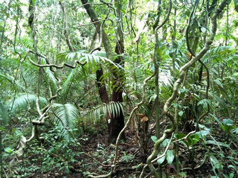 Tropical Rainforest Plants Adaptations To Environment