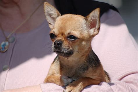 Chihuahuas remained a rarity until the early 20th century and the american kennel club. Malattie del Chihuahua - Theanimali