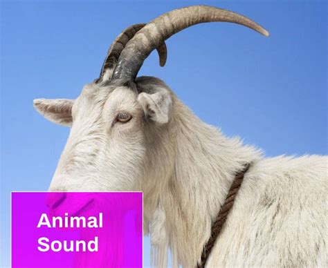 Animal Sound Free Mp3 Download Mingo Sounds