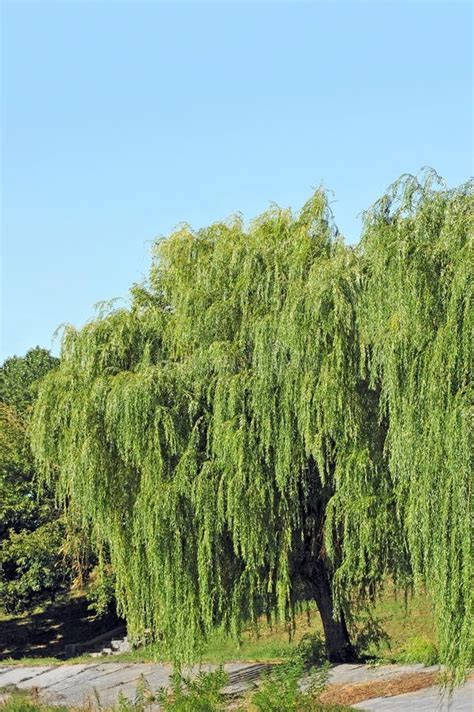 Weeping Willow Tree Stock Image Image Of Countryside 21160701