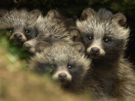 Japanese Raccoon Dog Tumblr