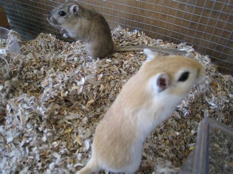 My Gerbils Ginger And Foxy Gerbil Gerbil Cages Cute Creatures