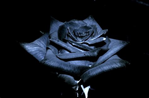 There are 53 black rose aesthetic wallpapers published on this page. Black Rose Wallpaper HD | PixelsTalk.Net