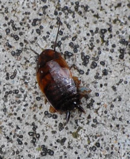 There are over 1million species of insects in the world. Bug in basement - Parcoblatta - BugGuide.Net