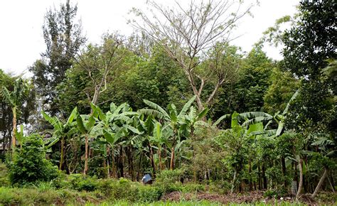 Africa Agroforestry At 40 How Tree Farm Science Has Changed The