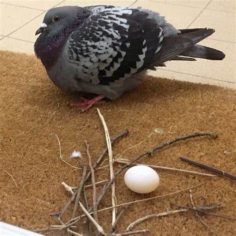 Pigeons Make The Laziest Nests