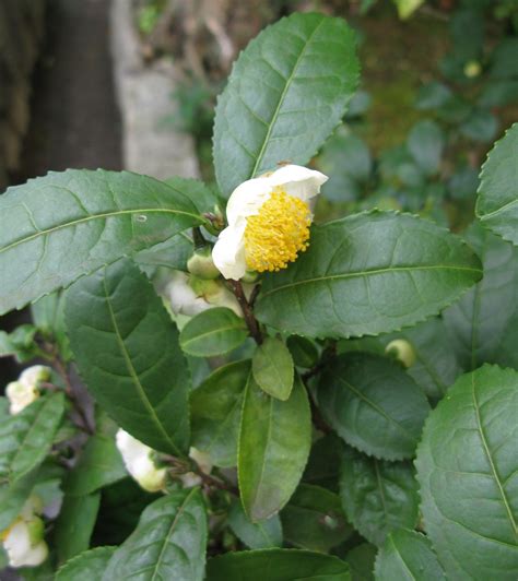 Live Tea Plant Fresh Tea Camellia Sinensis Var Assamica Gardening Kg04