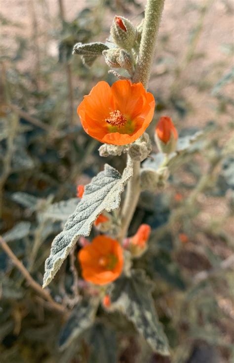 Desert Garden Sphaeralcea Ambigua 100 Seeds Desert Globemallow