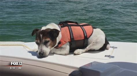 Swimming Dog Rescued After 3 Hours In Gulf Of Mexico Youtube