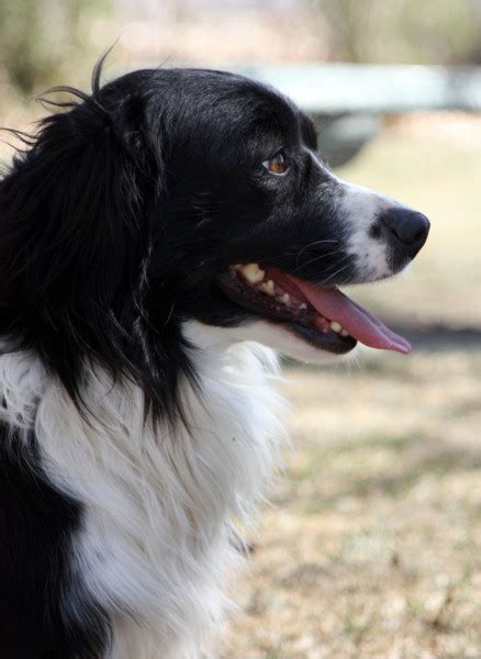 Check spelling or type a new query. Profile of border collie corgi mix dog — Stock Photo ...