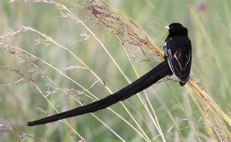 Long Tailed Widowbird By Adam Riley Birds South Africa Wildlife Pet