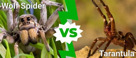 Wolf Spider Vs Tarantula What Are The Differences A Z Animals