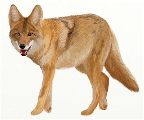 To learn more about how to get this these drawing instructions are fun and easy, with just 6 steps to follow you will be drawing your nocturnal animal in no time, also check our. How to Draw Coyote, Prairie Wolf - Draw Step by Step