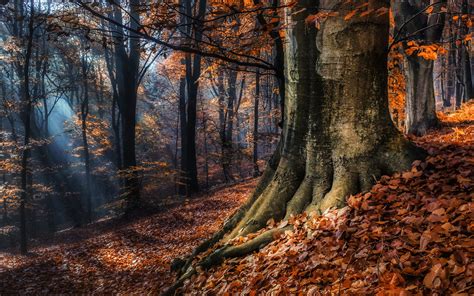 Sunlight In Autumn Forest Hd Wallpaper Hintergrund 2304x1440