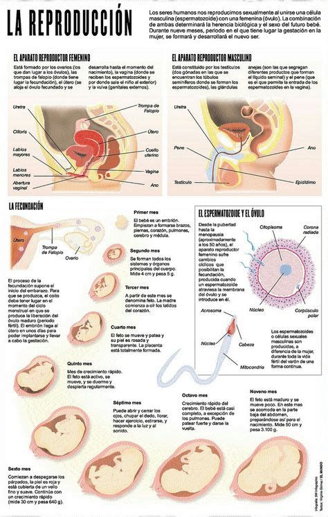 19 Ideas De Reproduccion Humana Reproduccion Humana Aparato