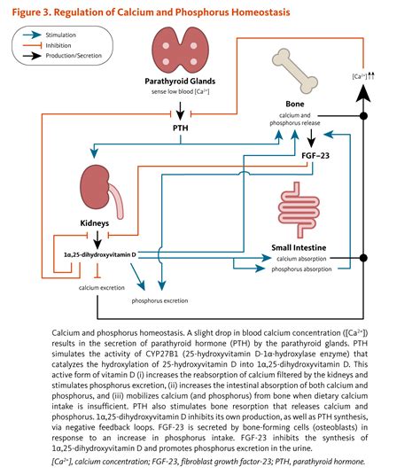 .science behind vitamin d » metabolism of vitamin d and the vitamin d receptor. Vitamin D | Linus Pauling Institute | Oregon State University