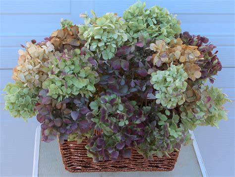 Oakleaf hydrangea blooms on old growth. DRIED HYDRANGEAS FOR FALL ARRANGEMENTS - Sowing the Seeds