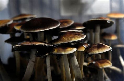 States Consider Decriminalizing Magic Mushrooms Best States Us News