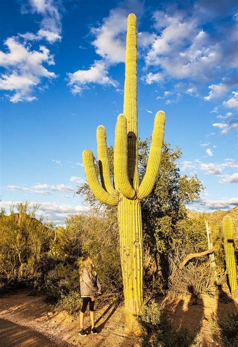 (i) it has long roots that go deep inside the soil for absorbing water. 8 Amazing Things to Do in Saguaro National Park Tucson ...