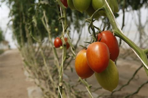 Us Mexico In Food Fight Over Tomatoes How Messy Will It Get