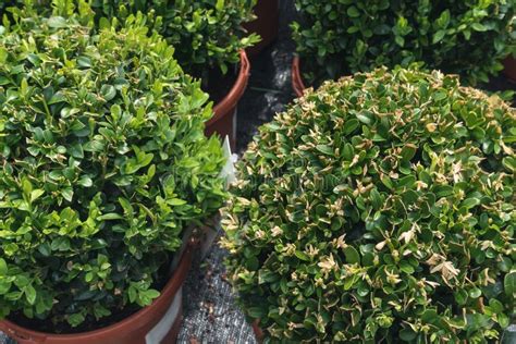 Young Buxus Sempervirens Or Box Deco Ball In Plant Farm Ornamental