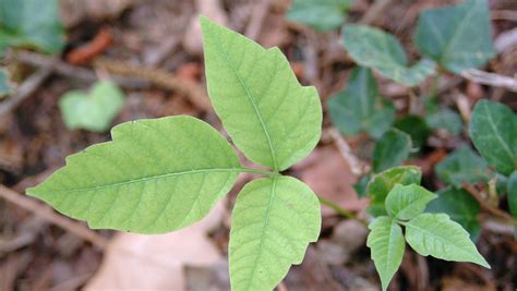 Poison Ivy Poison Sumac More Identify Plants That Can Hurt You In Pa