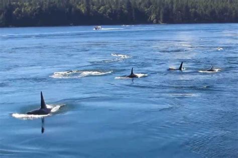 Whale Pod Makes A Splash In Bc Video Close Up