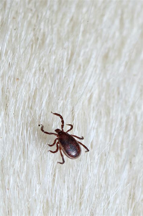 At pest control long beach ca, our pest control professionals know exactly how unsettling and distracting the discovery of a pest invasion concern can be. Pin on Florida Environmental Pest Management