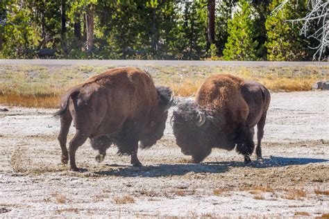 American Bison Fighting Two Animals Conflict Stock Photos Pictures