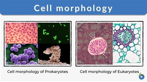 Cell Morphology Definition And Examples Biology Online Dictionary