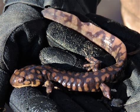Maryland Biodiversity Project Eastern Tiger Salamander Ambystoma