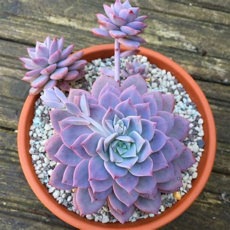 Do You Still Think Purple Succulents Are Fake Not At All Here Is A
