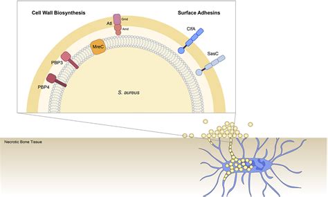 Frontiers Staphylococcus Aureus Cell Wall Biosynthesis Modulates Bone