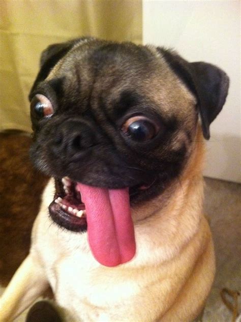 A Pug Sticking His Tongue Out Derp Dogs Funny Dachshund Pictures Funny Dachshund