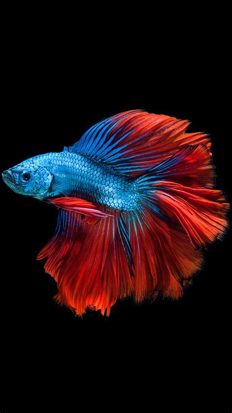 Apple Iphone 6s Wallpaper With Blue Betta Fish In Dark