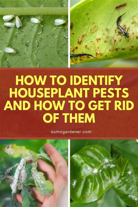 Indoor Houseplant Pests How To Identify And Remove