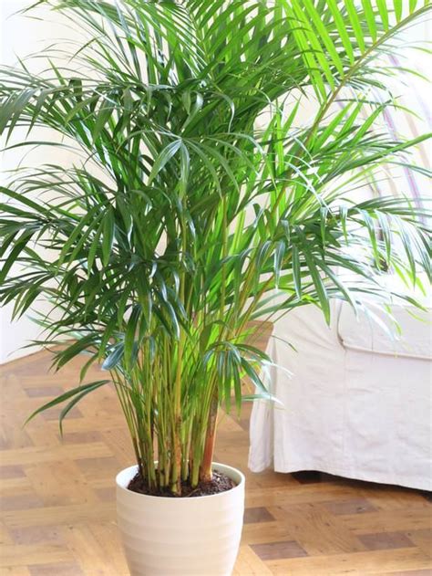 Low light indoor plants safe for cats and dogs! Large House Plants Low Light