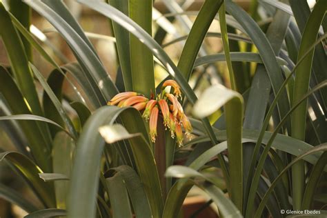 Everything about care, location, watering, manuring and diseases. Clivia gardenii - PLANTBOOK