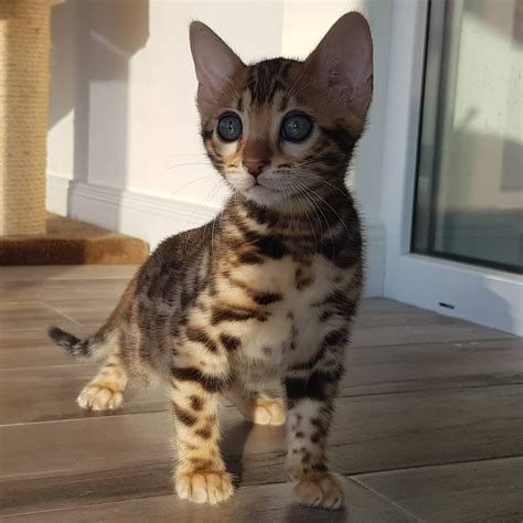Learn more about this breed. Available Bengal And Savannah Kittens - BENGAL KITTENS ...