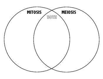Mitosis vs meiosis worksheet answer key Mitosis vs Meiosis Venn Diagram by Mallory Welch | TpT
