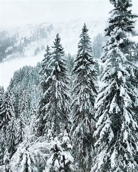 Snowcovered Trees In The Swiss Alps Winter Travel Destinations
