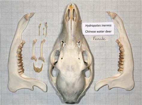 Skull Mandible Hyoid Chinese Water Deer Adult Female John Rochester