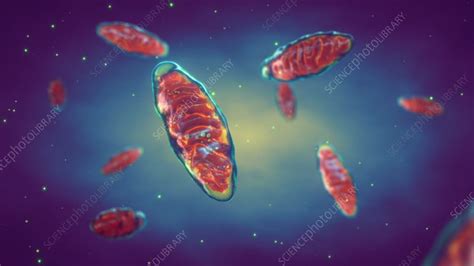 Mitochondria Animation Stock Video Clip K0104265 Science Photo