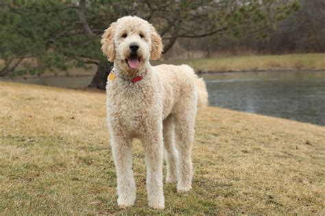 F1b Goldendoodles Full Breed Review Must Read