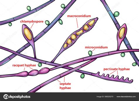 Structure Microscopic Fungi Microsporum Audouinii Illustration