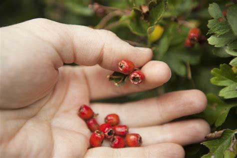 Réduire sa tension artérielle avec les plantes